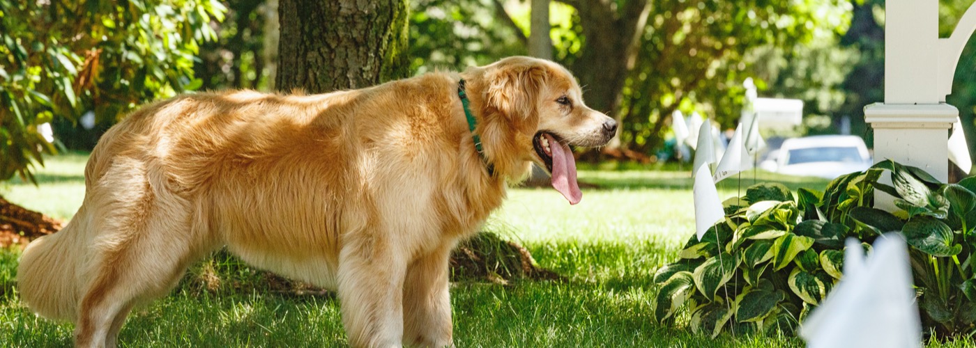 DogWatch of the Ozarks SW MO, Strafford, MIssouri | Outdoor Hidden Dog Fences Slider Image