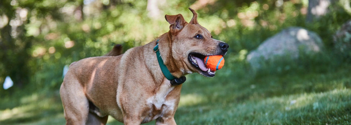 DogWatch of the Ozarks SW MO, Strafford, MIssouri | ProFenceX™ Slider Image